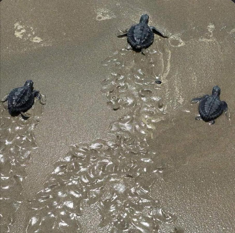 Turtle Guest House Sur Bagian luar foto