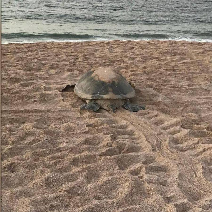 Turtle Guest House Sur Bagian luar foto