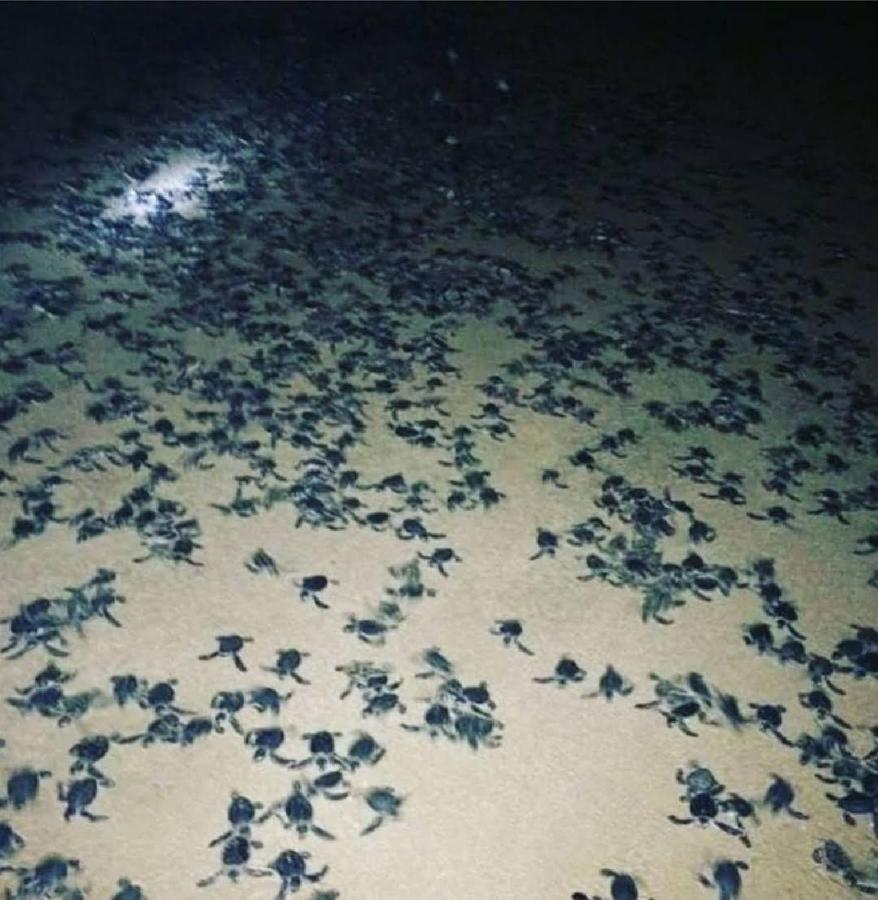 Turtle Guest House Sur Bagian luar foto