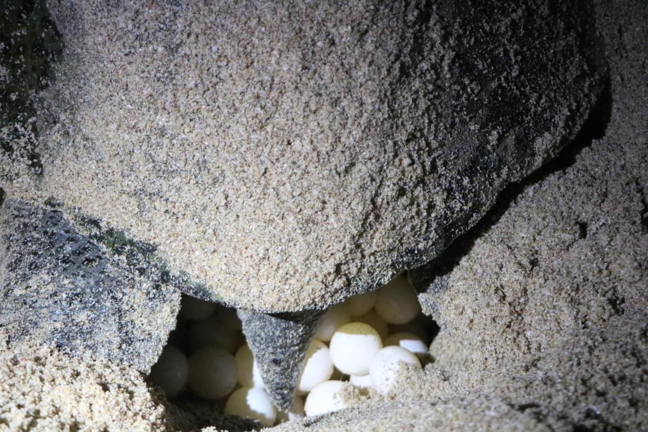 Turtle Guest House Sur Bagian luar foto