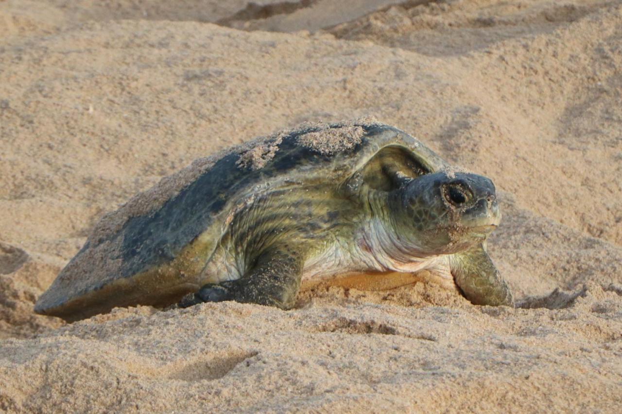 Turtle Guest House Sur Bagian luar foto