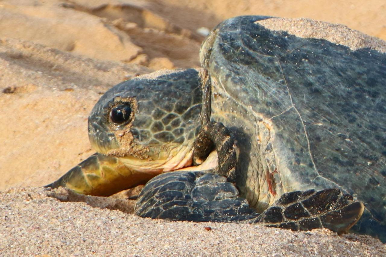 Turtle Guest House Sur Bagian luar foto